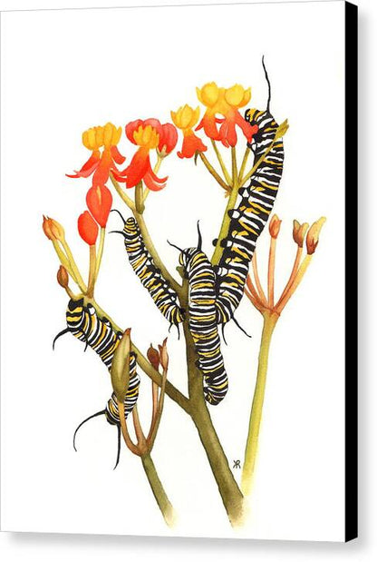 Monarchs - Canvas Print