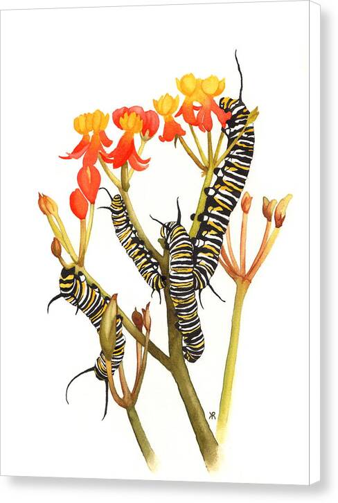 Monarchs - Canvas Print