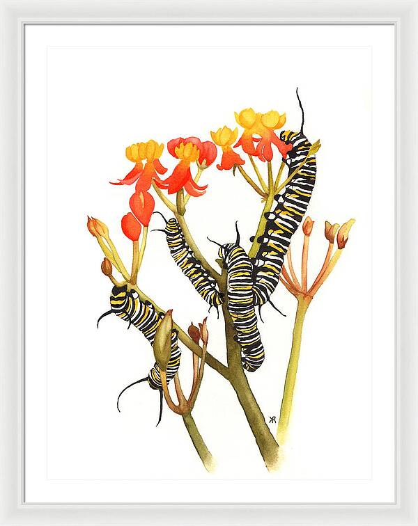 Monarchs - Framed Print