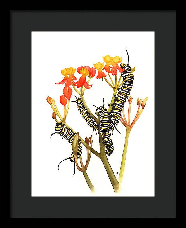 Monarchs - Framed Print