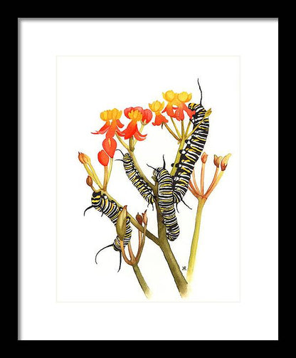 Monarchs - Framed Print