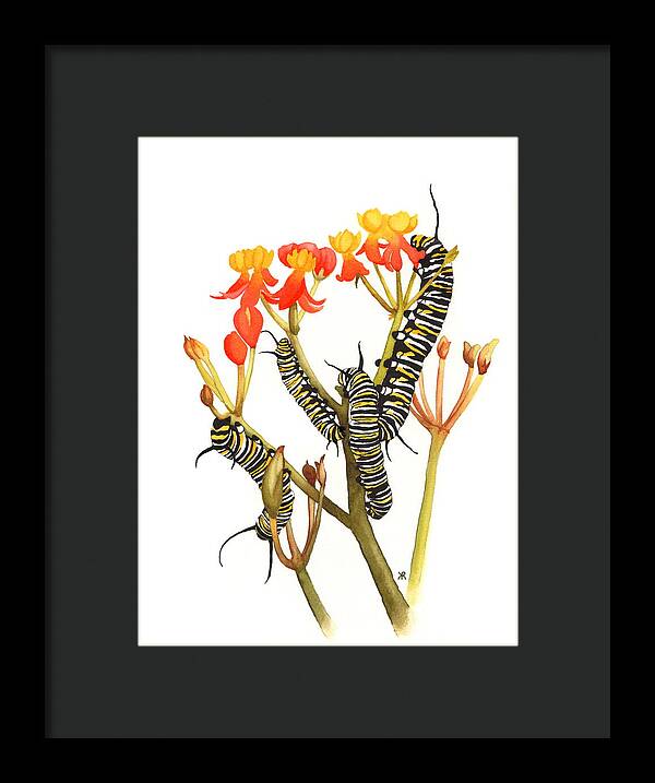 Monarchs - Framed Print