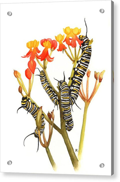 Monarchs - Acrylic Print