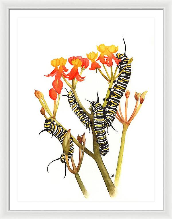 Monarchs - Framed Print