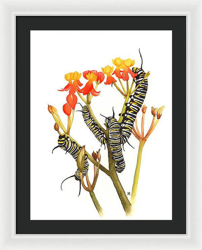 Monarchs - Framed Print