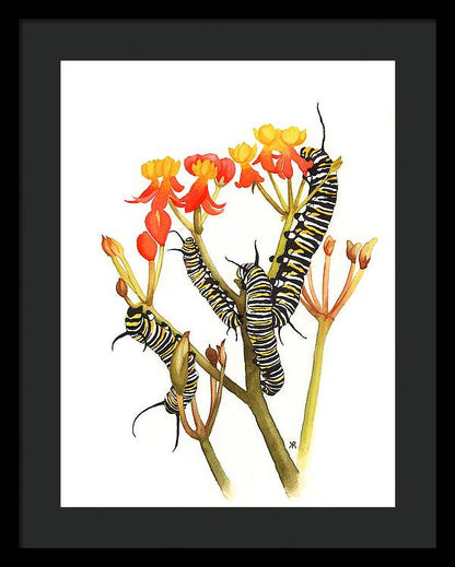 Monarchs - Framed Print