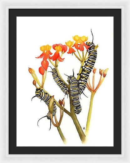 Monarchs - Framed Print