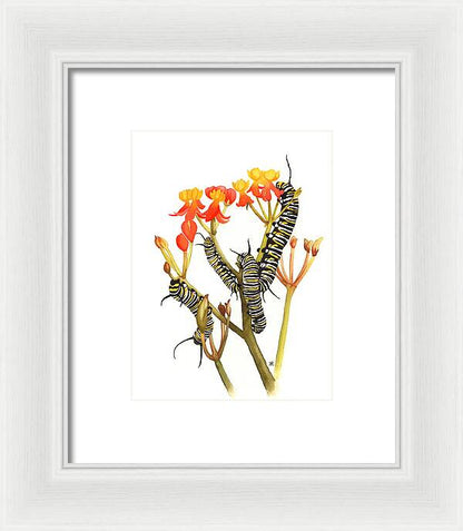 Monarchs - Framed Print