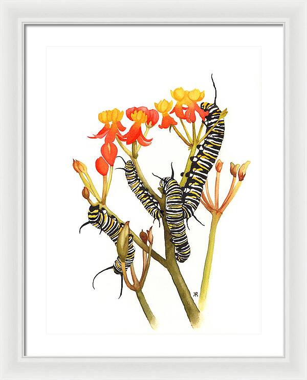 Monarchs - Framed Print