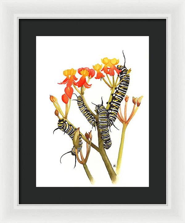 Monarchs - Framed Print