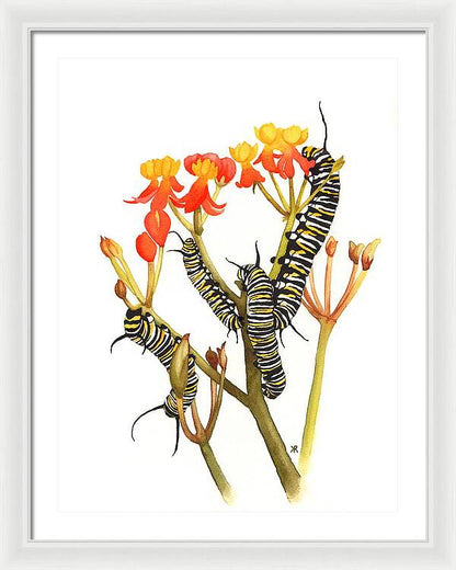 Monarchs - Framed Print