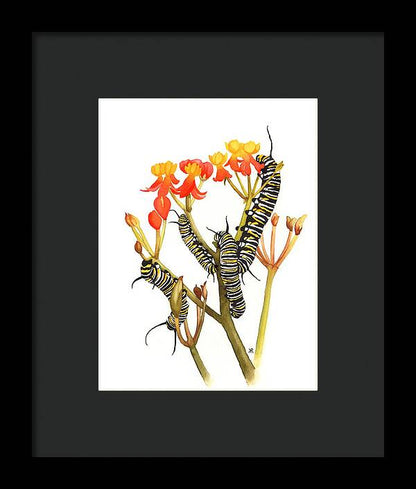 Monarchs - Framed Print