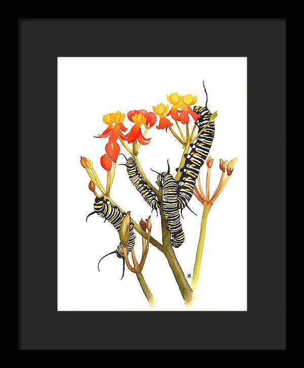 Monarchs - Framed Print