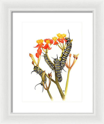 Monarchs - Framed Print