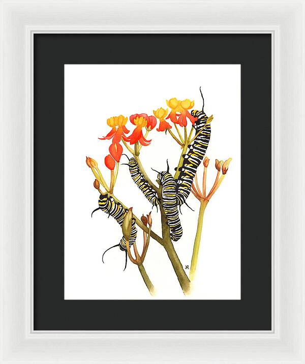 Monarchs - Framed Print