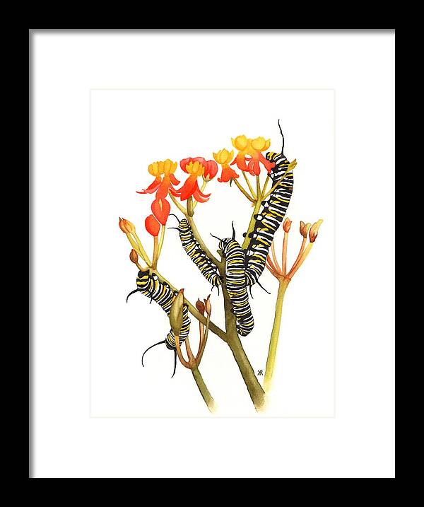 Monarchs - Framed Print