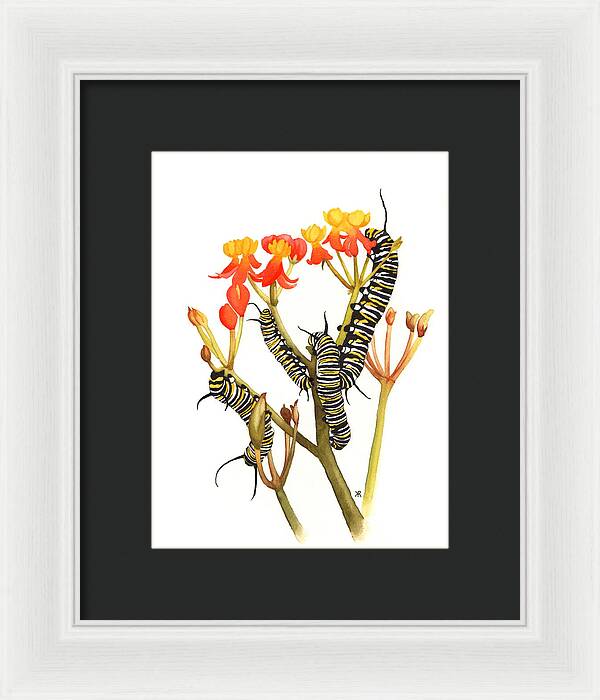 Monarchs - Framed Print