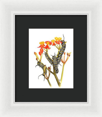 Monarchs - Framed Print