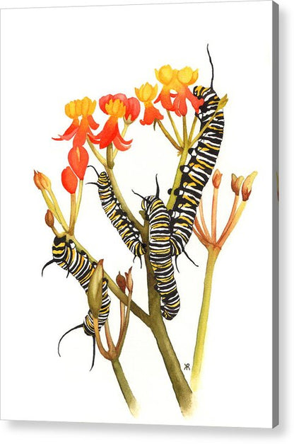 Monarchs - Acrylic Print