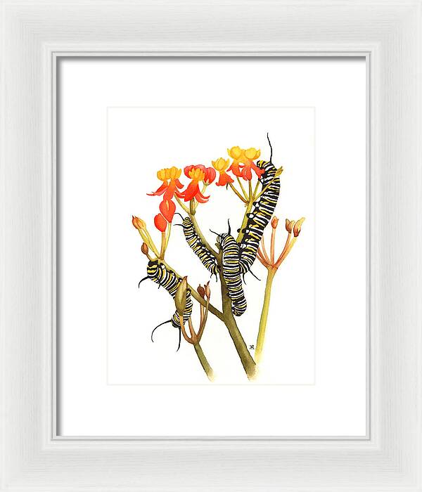 Monarchs - Framed Print