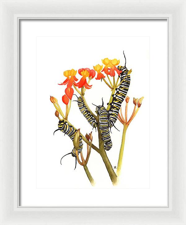 Monarchs - Framed Print