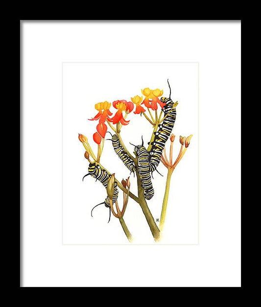 Monarchs - Framed Print