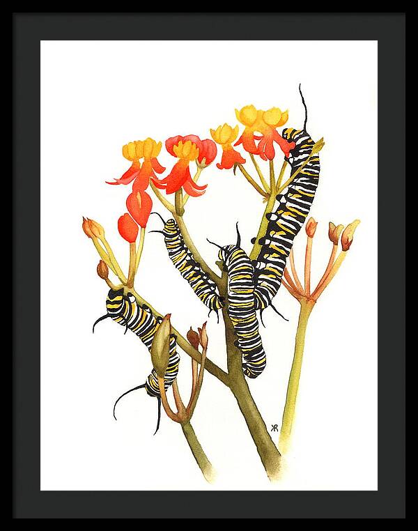 Monarchs - Framed Print