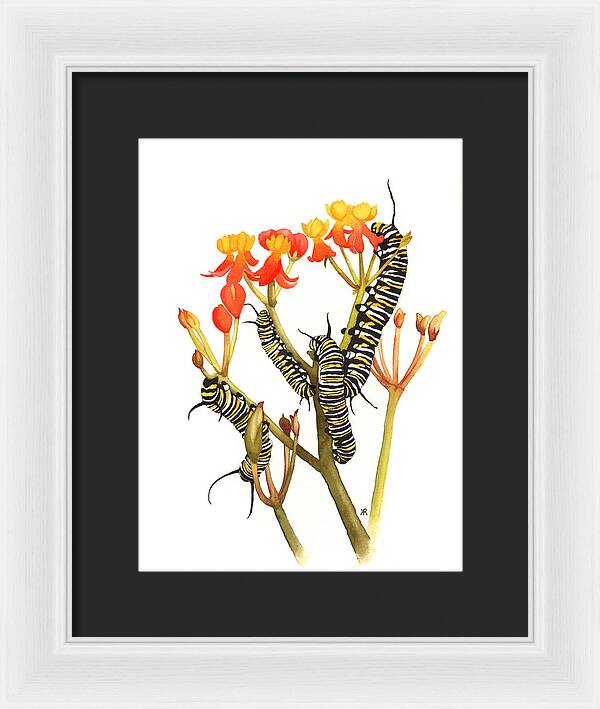 Monarchs - Framed Print