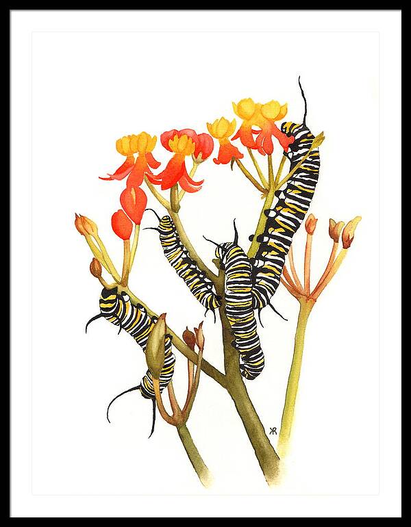 Monarchs - Framed Print