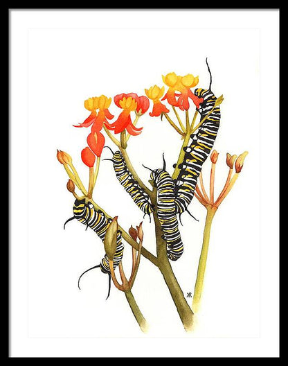 Monarchs - Framed Print