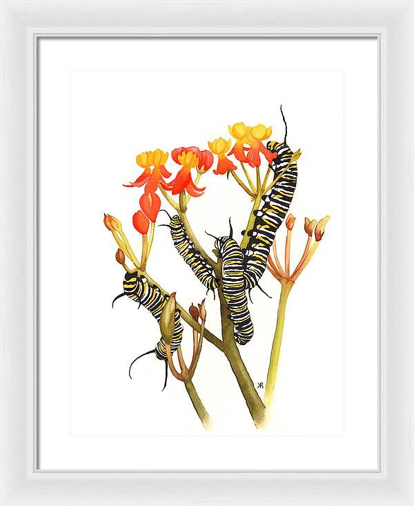 Monarchs - Framed Print