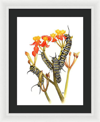 Monarchs - Framed Print