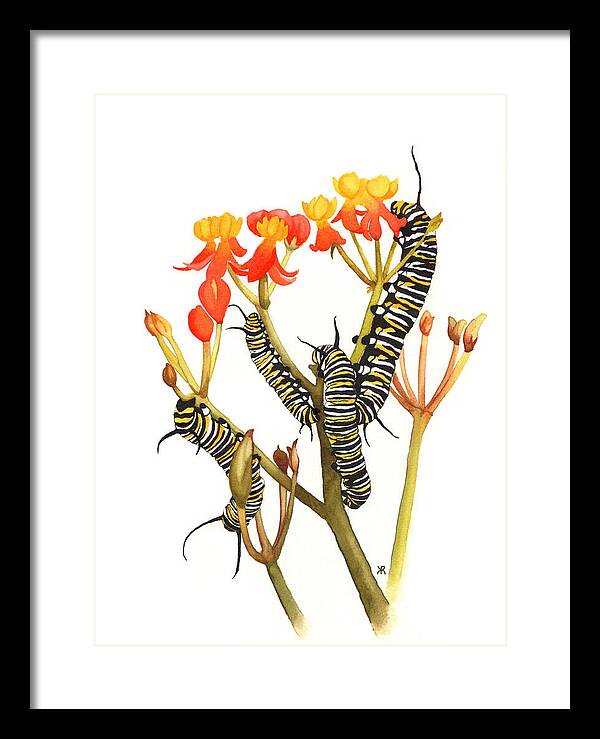 Monarchs - Framed Print