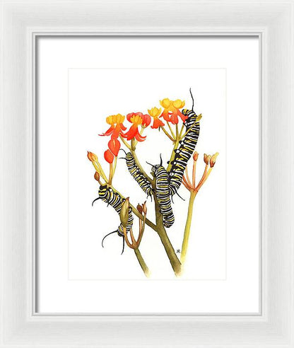 Monarchs - Framed Print