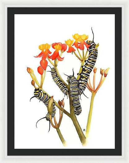 Monarchs - Framed Print