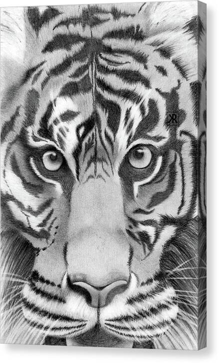 Tiger - Canvas Print