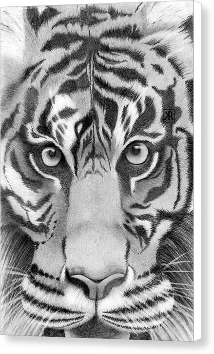 Tiger - Canvas Print