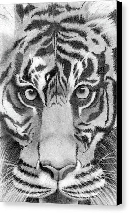 Tiger - Canvas Print