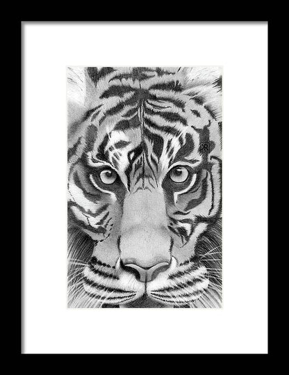 Tiger - Framed Print