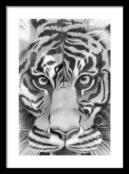 Tiger - Framed Print