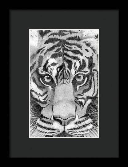 Tiger - Framed Print