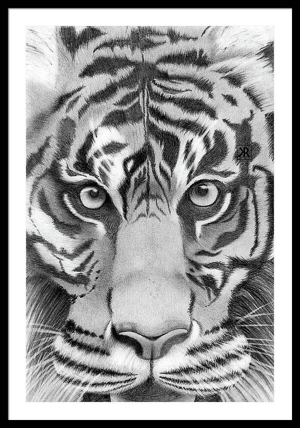 Tiger - Framed Print