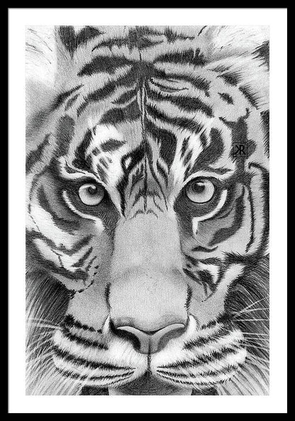 Tiger - Framed Print