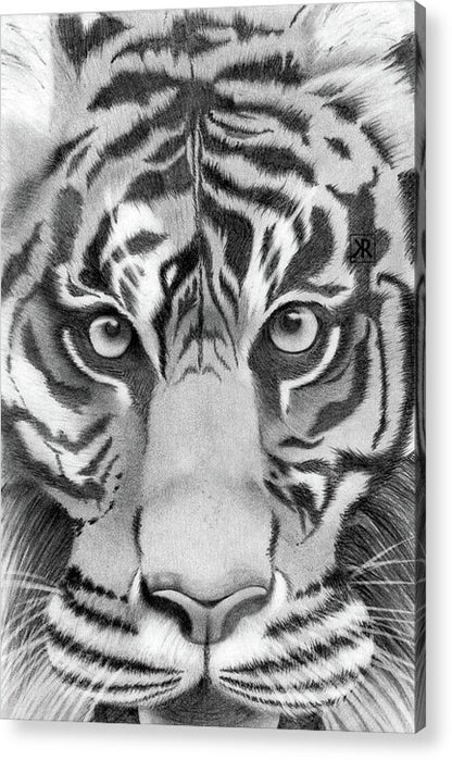 Tiger - Acrylic Print