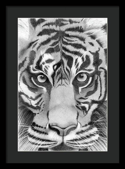 Tiger - Framed Print