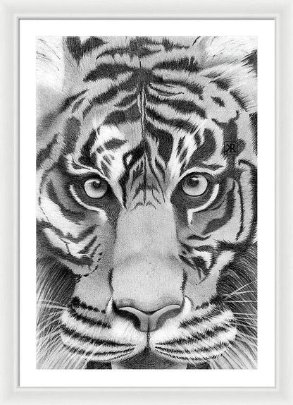 Tiger - Framed Print