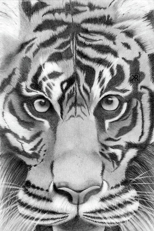 Tiger - Art Print